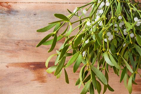 The Art and Science of Harvesting Mistletoe: Methods and Traditions